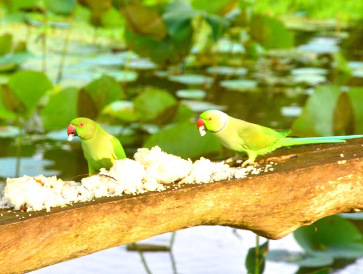 Meegahapokuna Resort أنرادابورام المظهر الخارجي الصورة