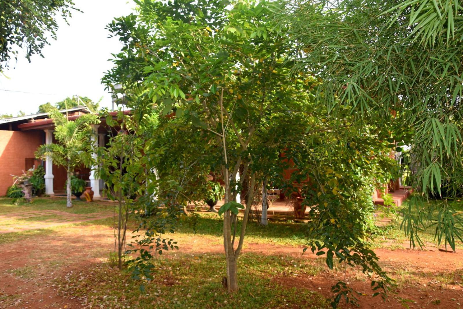 Meegahapokuna Resort أنرادابورام المظهر الخارجي الصورة